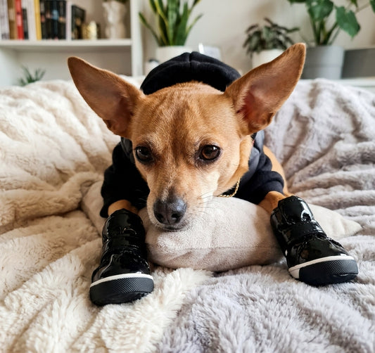 Chihuahua warm shoes for outside